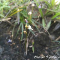 <i>Utricularia caerulea</i>  L.